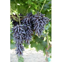 Lady's fingers grape - 3  dormant cuttings- seedless table grape    253758428726